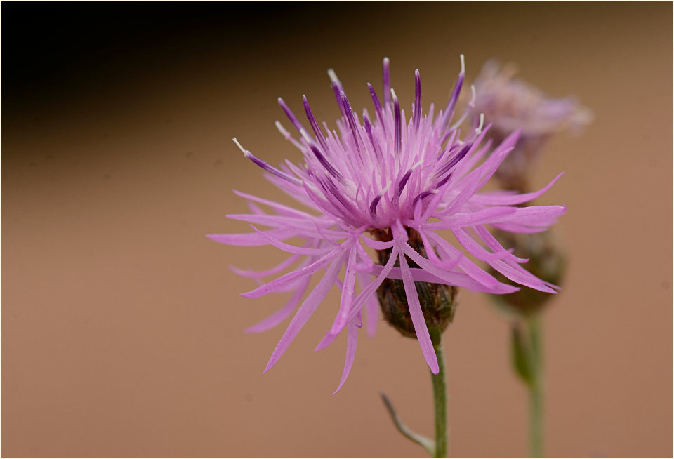 Rispen-Flockenblume (Centaurea stoebe)