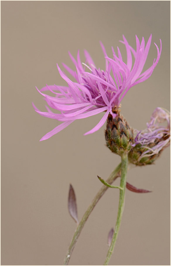 Rispen-Flockenblume (Centaurea stoebe)