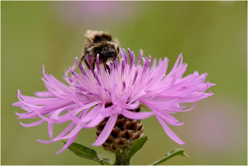 Rispen-Flockenblume (Centaurea stoebe)