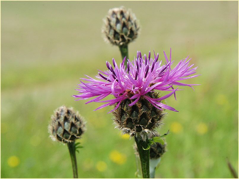 Flockenblume (Centaurea)