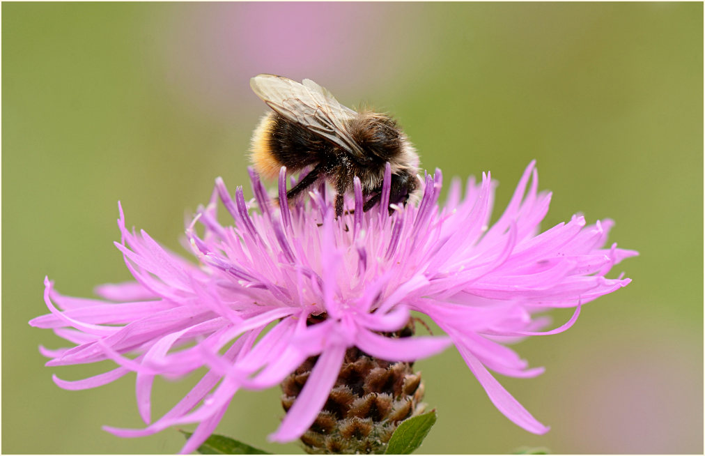 Rispen-Flockenblume (Centaurea stoebe)