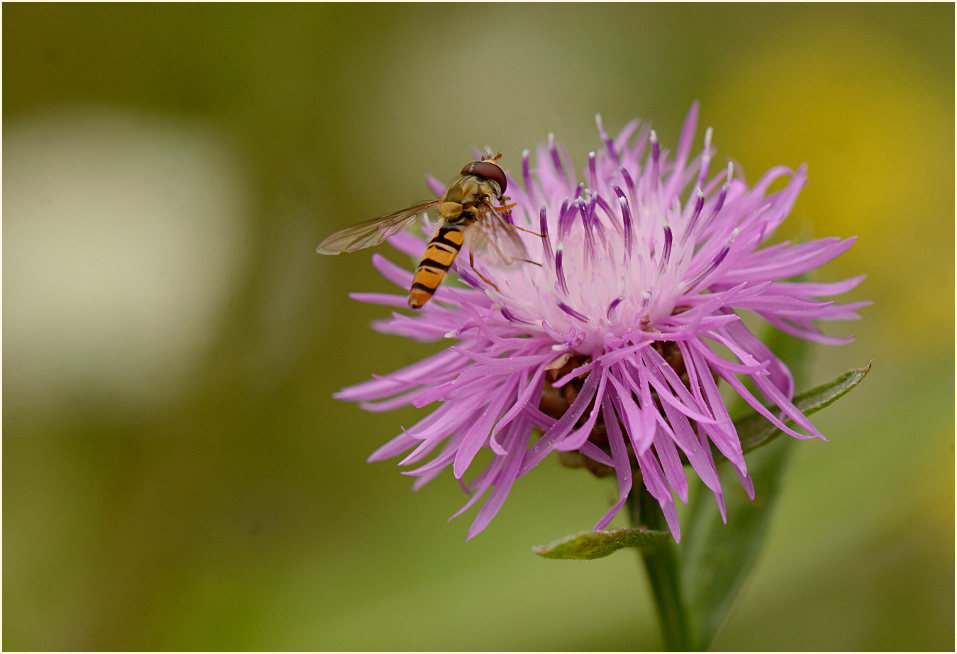 Rispen-Flockenblume (Centaurea stoebe)