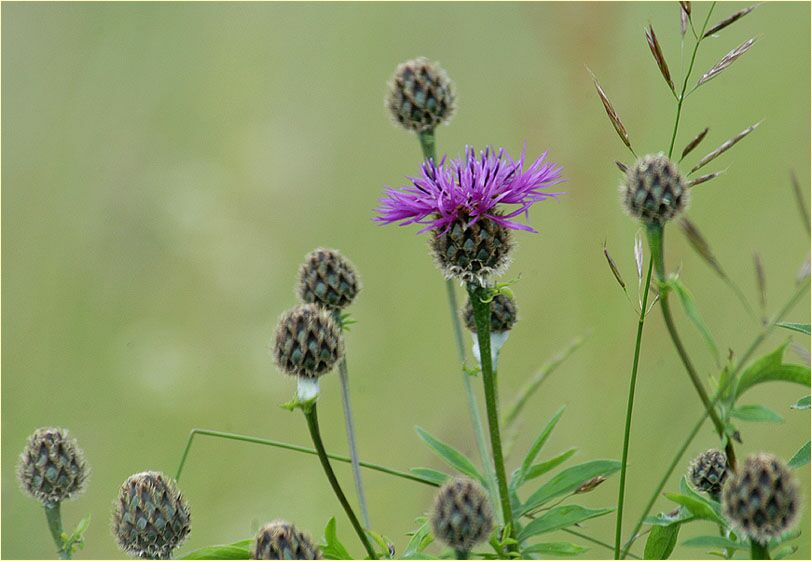 Flockenblume (Centaurea)