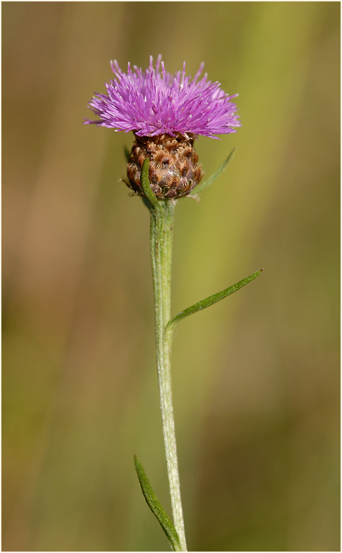 Flockenblume (Centaurea)