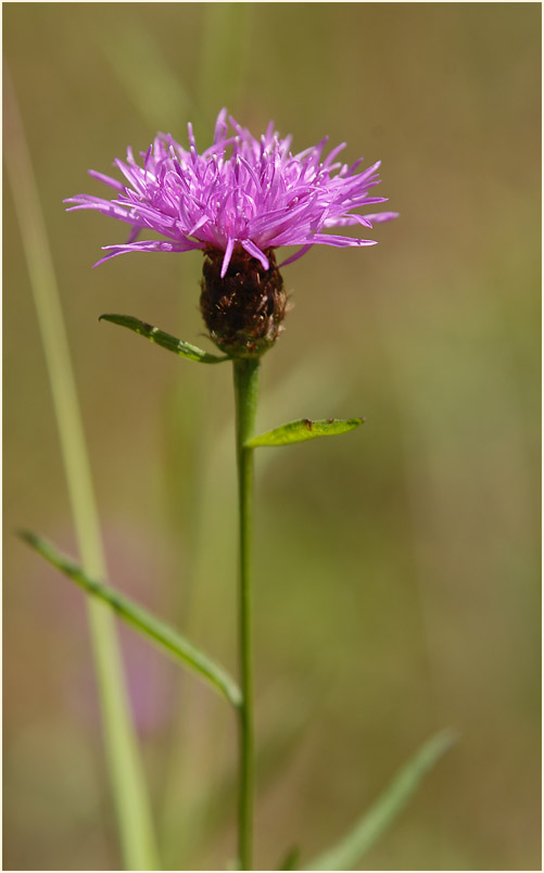 Flockenblume (Centaurea)