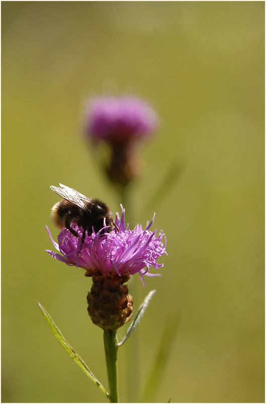 Flockenblume (Centaurea)