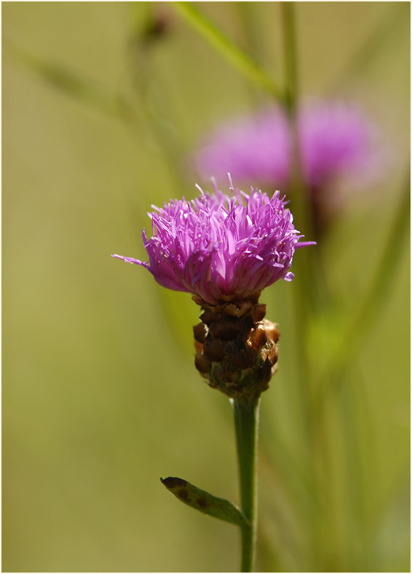 Flockenblume (Centaurea)