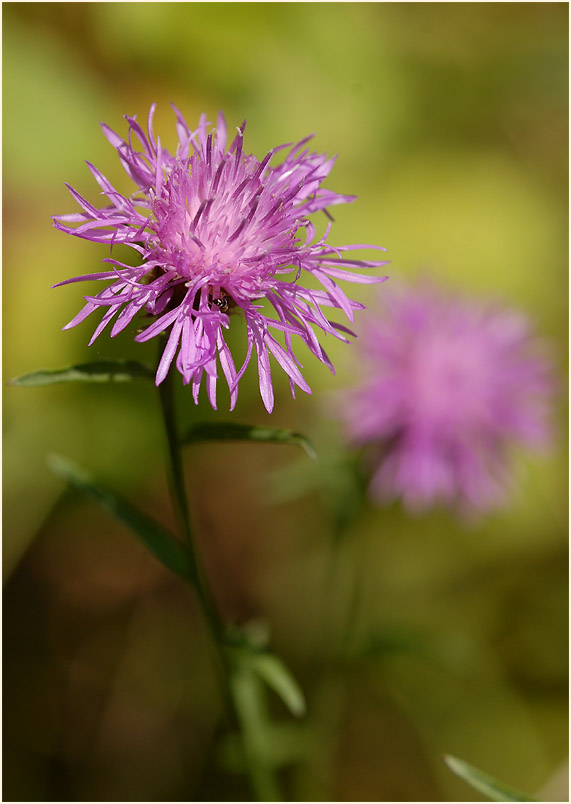 Flockenblume (Centaurea)