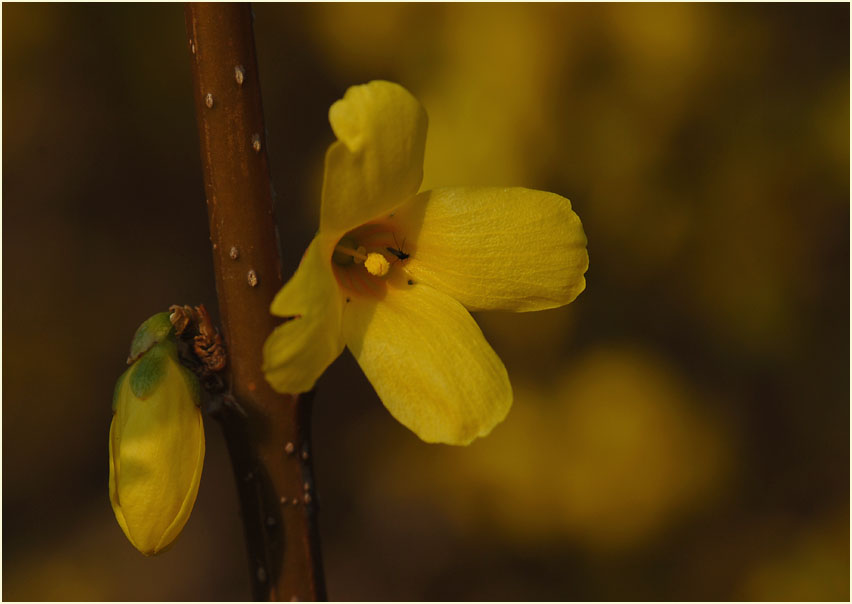 Forsythie (Forsythia)