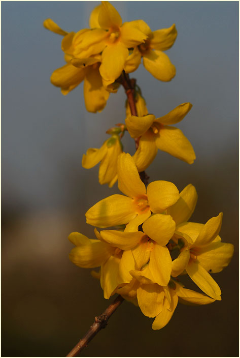 Forsythie (Forsythia)