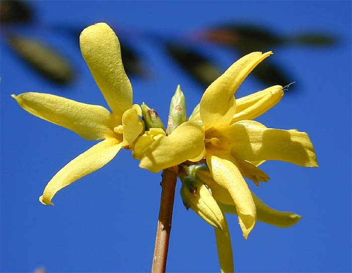 Forsythie (Forsythia)