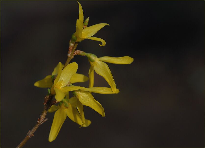 Forsythie (Forsythia)