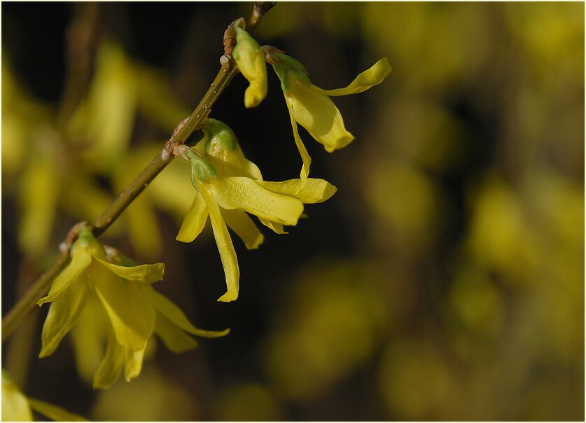 Forsythie (Forsythia)