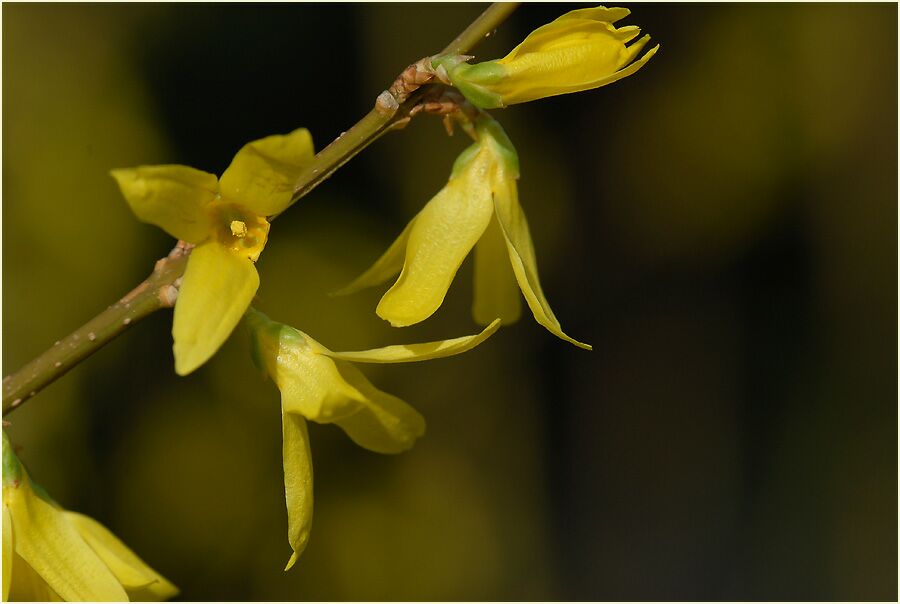 Forsythie (Forsythia)