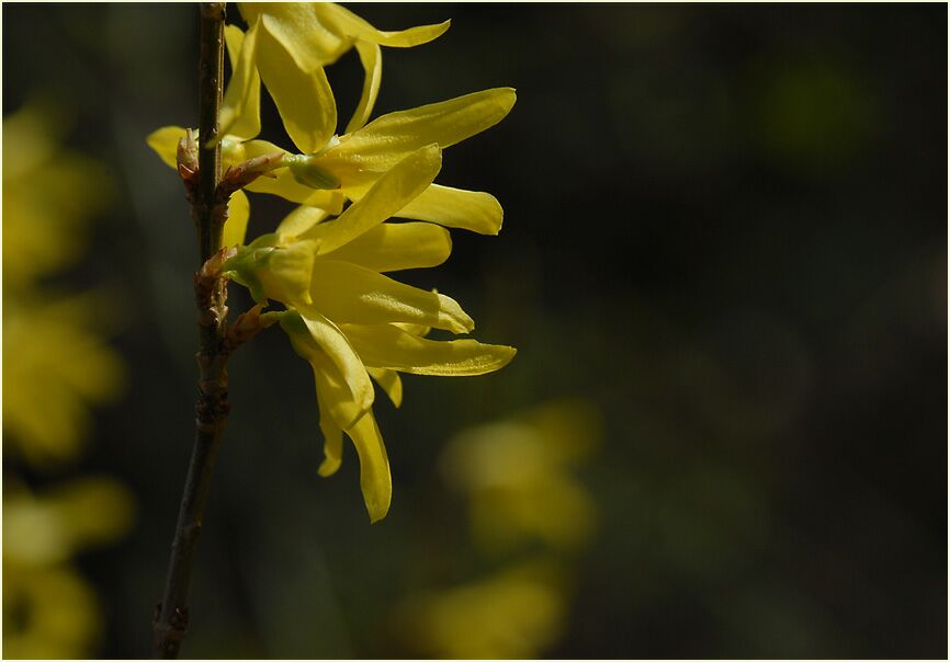 Forsythie (Forsythia)