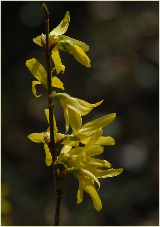 Forsythie (Forsythia)