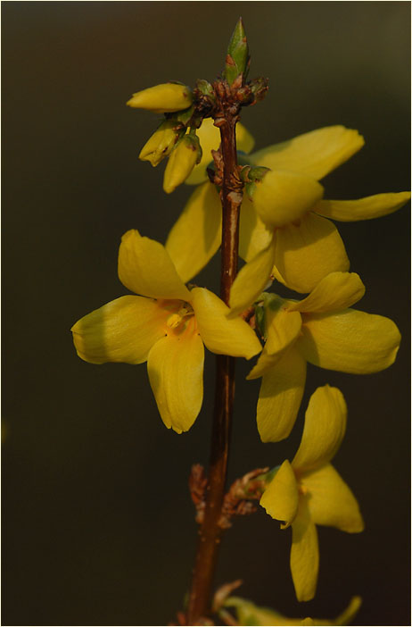 Forsythie (Forsythia)