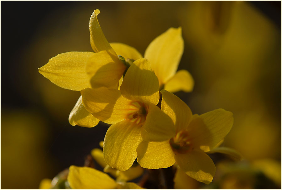 Forsythie (Forsythia)