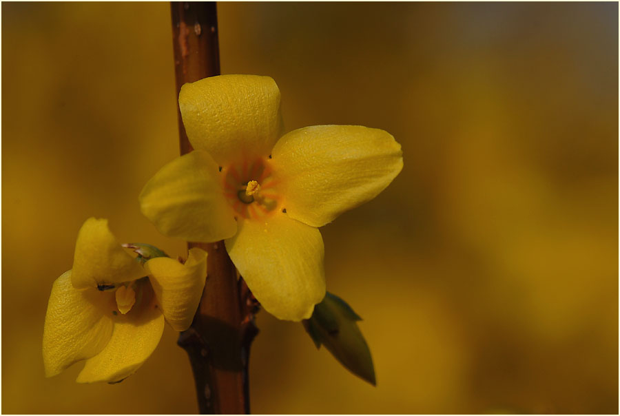 Forsythie (Forsythia)