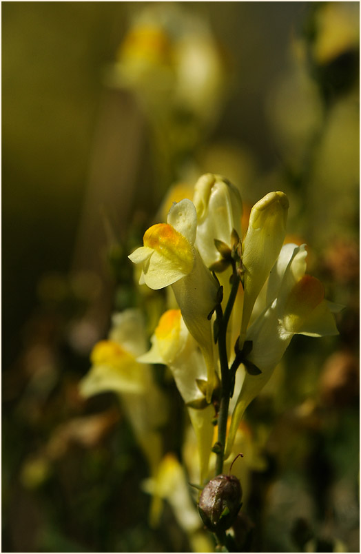 Frauenflachs (Linaria vulgaris)