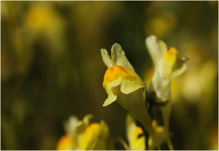 Frauenflachs (Linaria vulgaris)