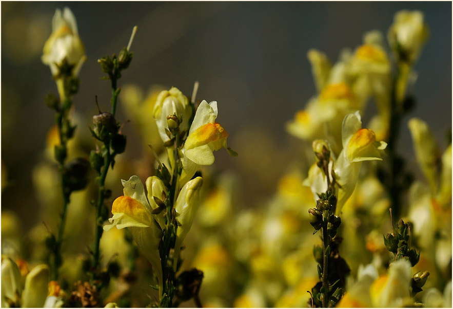 Frauenflachs (Linaria vulgaris)