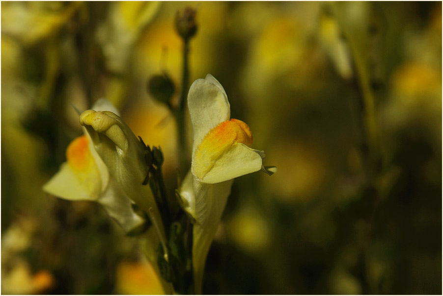 Frauenflachs (Linaria vulgaris)