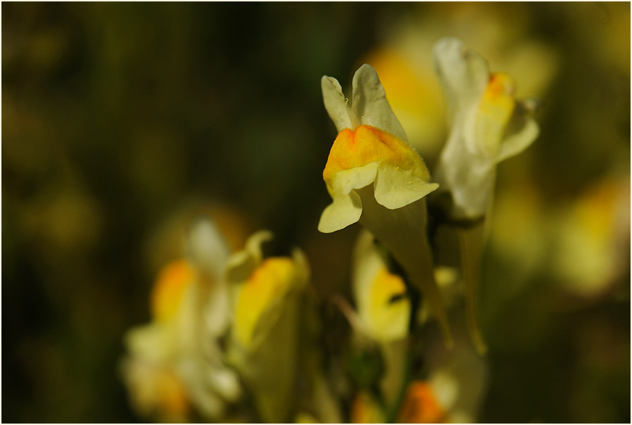 Frauenflachs (Linaria vulgaris)