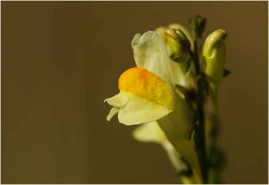 Frauenflachs (Linaria vulgaris)