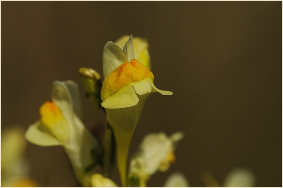 Frauenflachs (Linaria vulgaris)