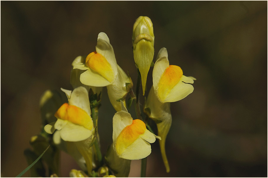 Frauenflachs (Linaria vulgaris)