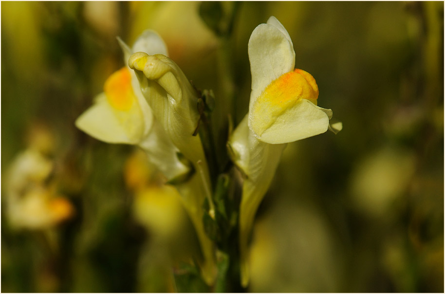 Frauenflachs (Linaria vulgaris)