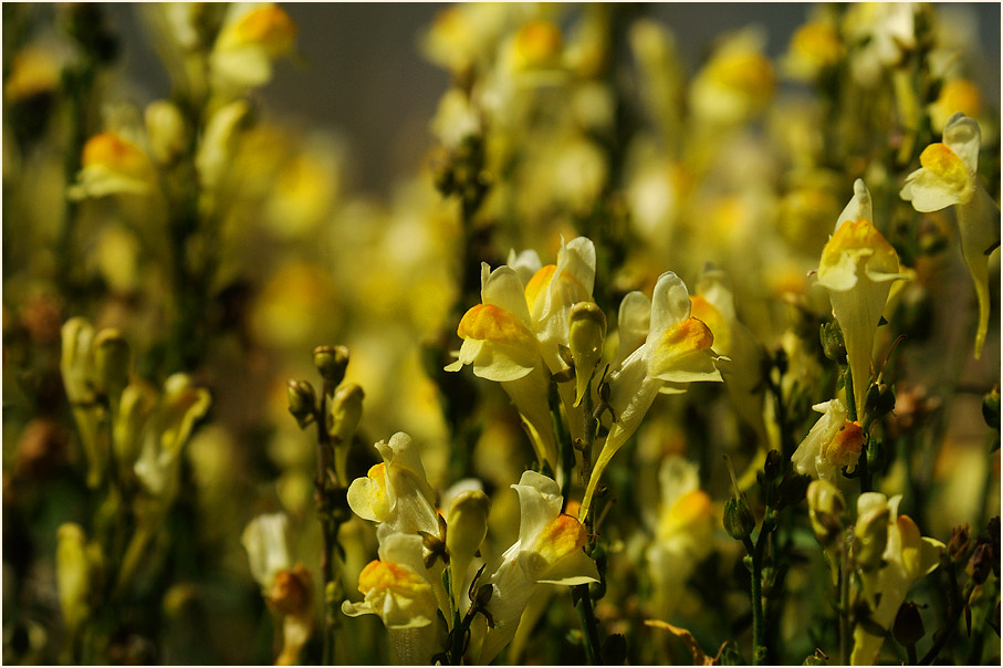 Frauenflachs (Linaria vulgaris)