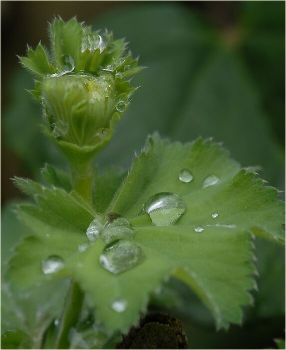 Frauenmantel (Alchemilla mollis)