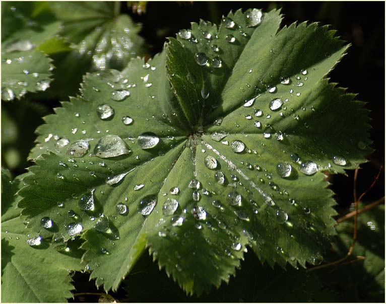 Frauenmantel (Alchemilla mollis)