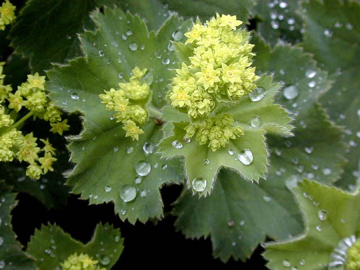 Frauenmantel (Alchemilla mollis)