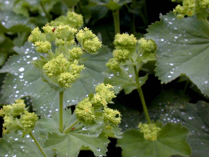 Frauenmantel (Alchemilla mollis)