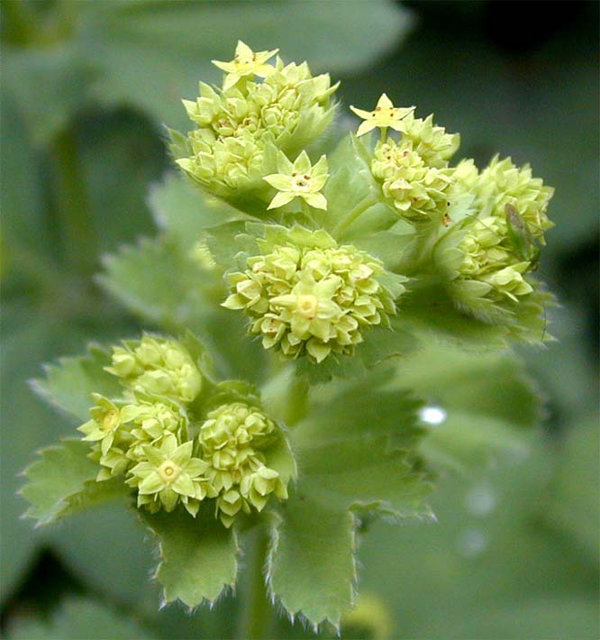 Frauenmantel (Alchemilla mollis)