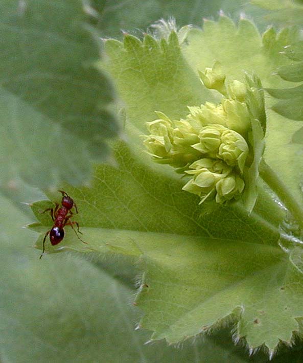 Frauenmantel (Alchemilla mollis)