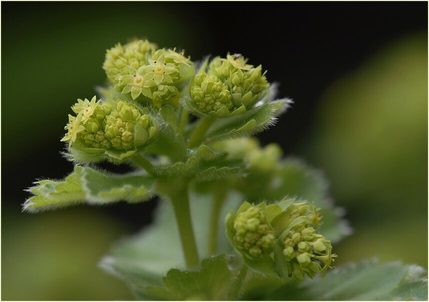Frauenmantel (Alchemilla mollis)