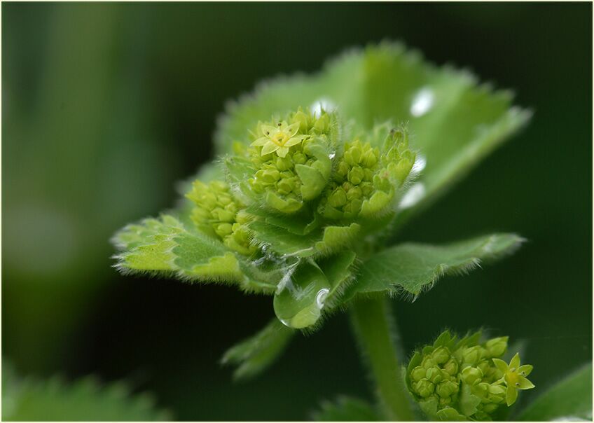 Frauenmantel (Alchemilla mollis)