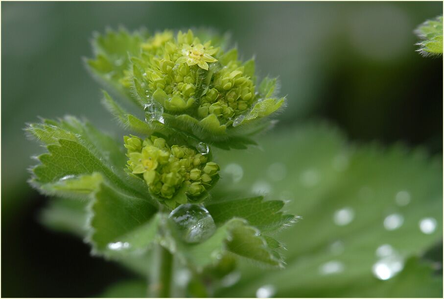 Frauenmantel (Alchemilla mollis)