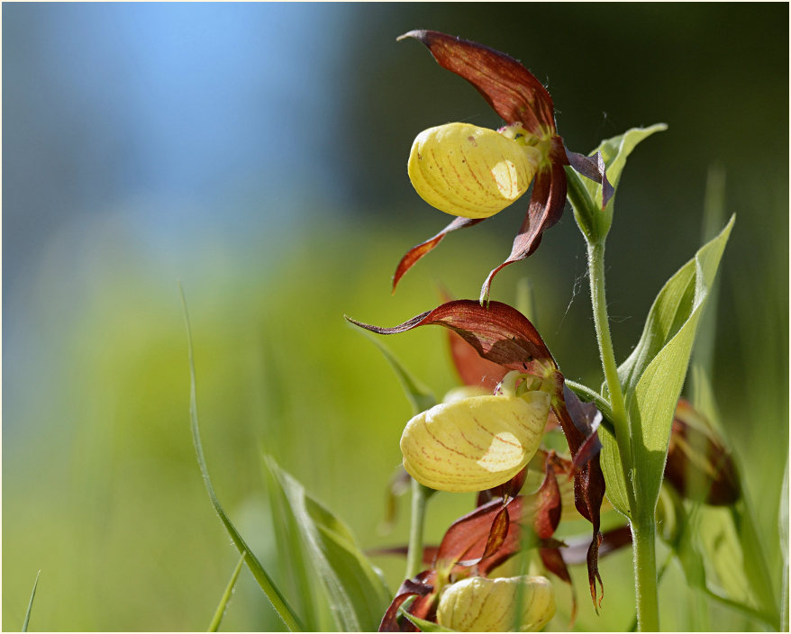 Gelber Frauenschuh (Cypripedium calceolus)