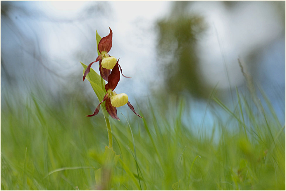 Gelber Frauenschuh (Cypripedium calceolus)