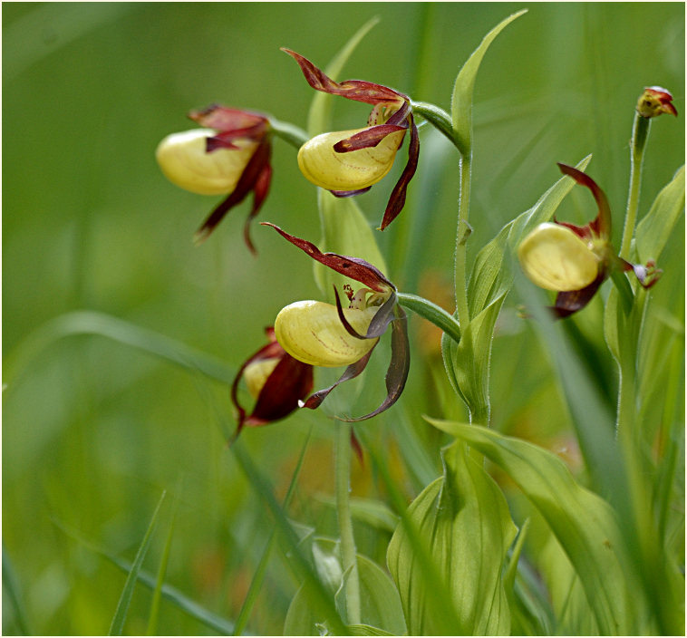 Gelber Frauenschuh (Cypripedium calceolus)