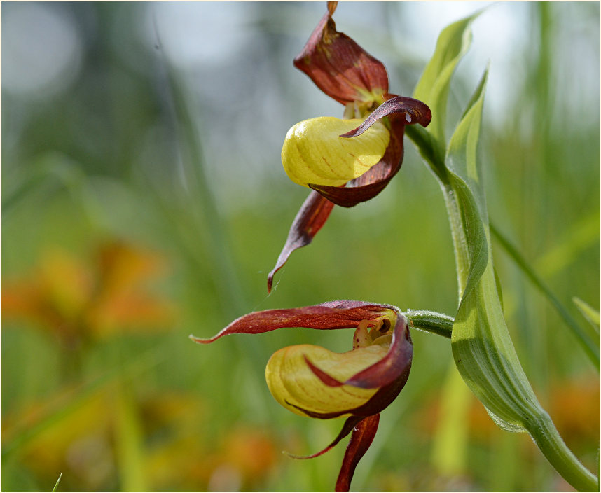 Gelber Frauenschuh (Cypripedium calceolus)