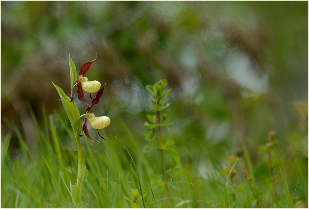 Gelber Frauenschuh (Cypripedium calceolus)