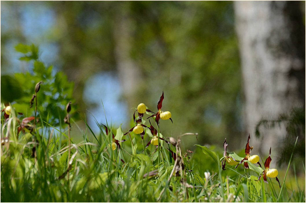 Gelber Frauenschuh (Cypripedium calceolus)