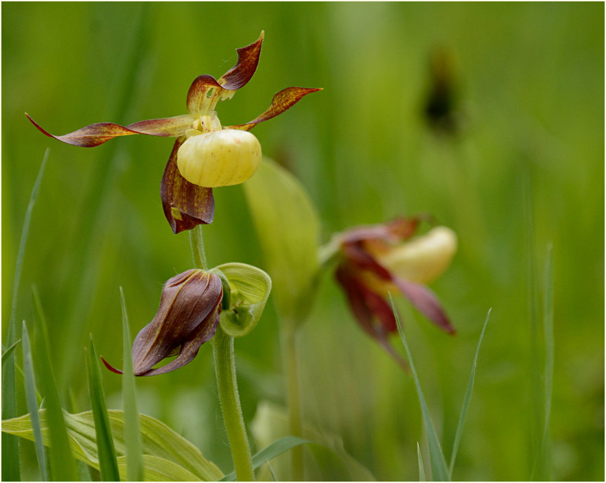 Gelber Frauenschuh (Cypripedium calceolus)