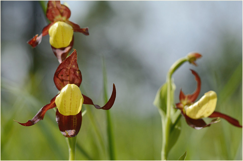 Gelber Frauenschuh (Cypripedium calceolus)